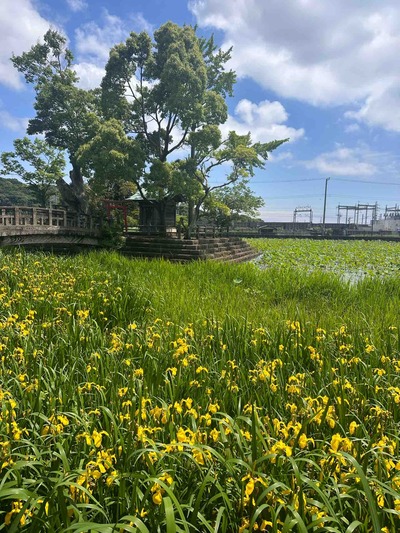 神奈川県大磯町生沢　厳島神社　東の池 　菖蒲と睡蓮