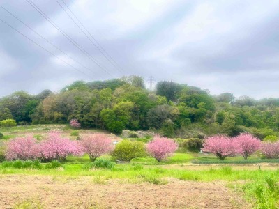 神奈川県平塚市上吉沢　飛谷津の丘の染井吉野と八重桜