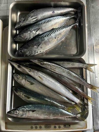 神奈川県大磯町　大磯港　朝どれ！ 魚の直売　魚つめ放題