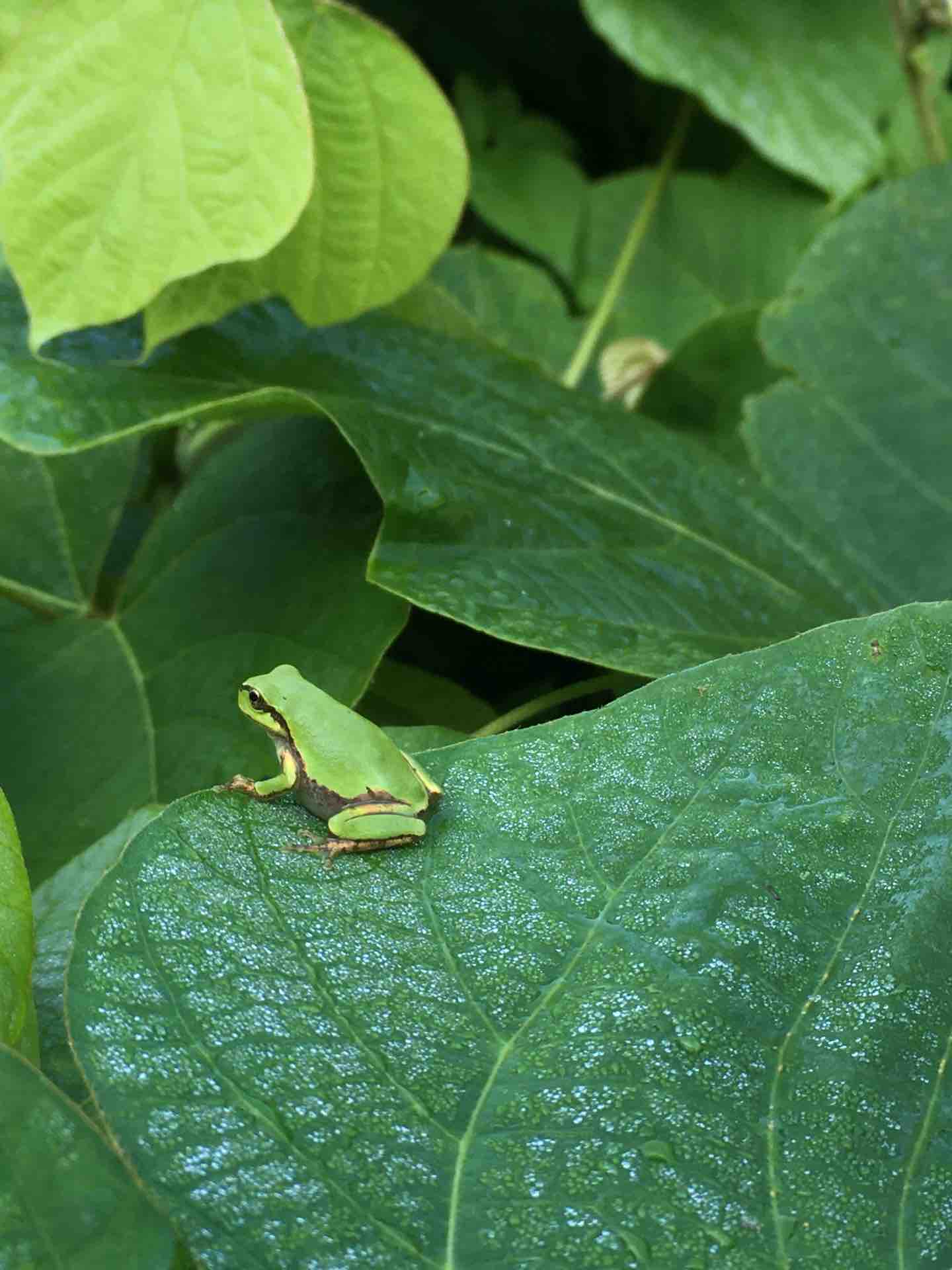 大磯町 ホタルの道のカエルたち カエル好きの大磯生活