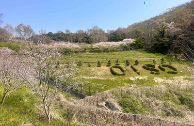 神奈川県大磯町　大磯運動公園　大磯小桜　2026年