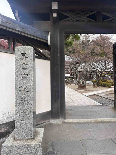 神奈川県大磯町大磯　地福時の梅と早咲き桜　咲き始め