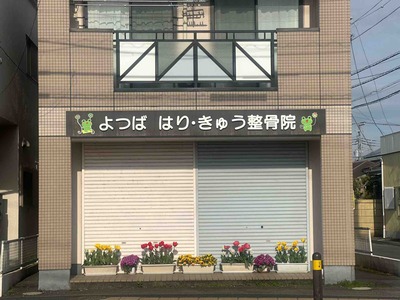 神奈川県平塚市西八幡　よつばはりきゅう整骨院のカエル