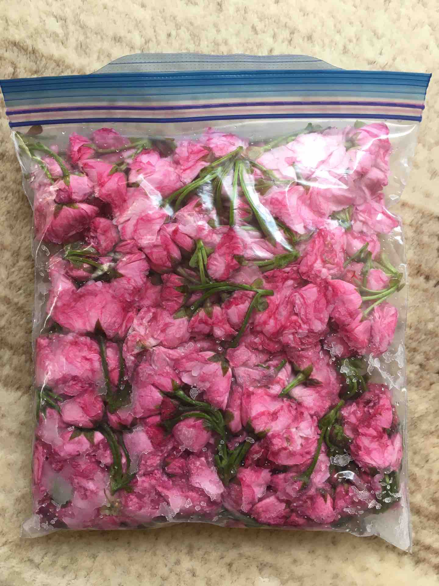 神奈川県大井町で八重桜の収穫して桜の塩漬け カエル好きの大磯生活