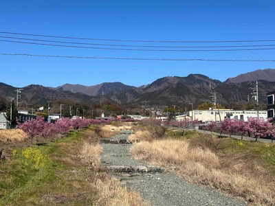 神奈川県秦野市戸川　水無川のおかめ桜　