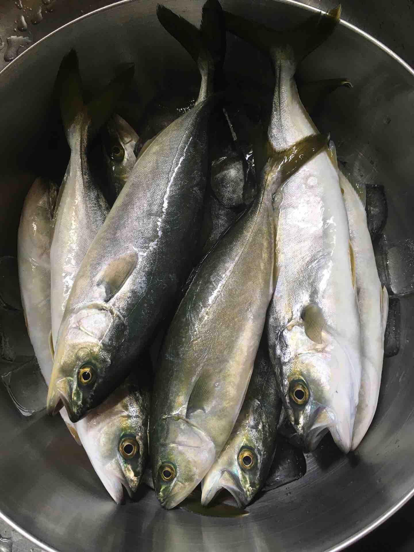 大磯町 ｏｉｓｏ ｃｏｎｎｅｃｔで鮮魚 わかし カエル好きの大磯生活