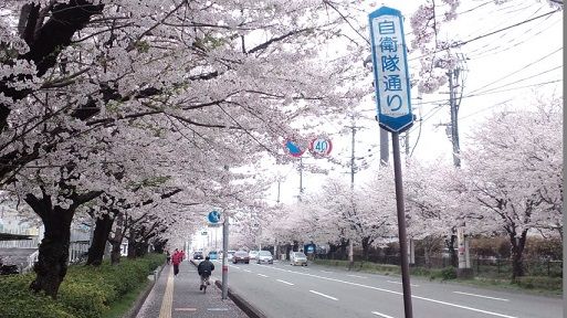 熊本マニアック紀行 3 日本一 便利 な花見の名所 健軍自衛隊通りの桜 戯作工房 熊本マニアック紀行 3 日本一 便利 な花見の名所 健軍自衛隊通りの桜 戯作工房