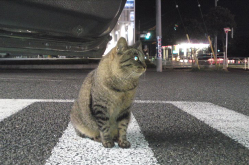 写真1
