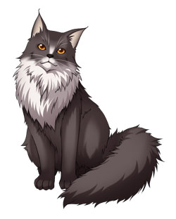 黒猫s