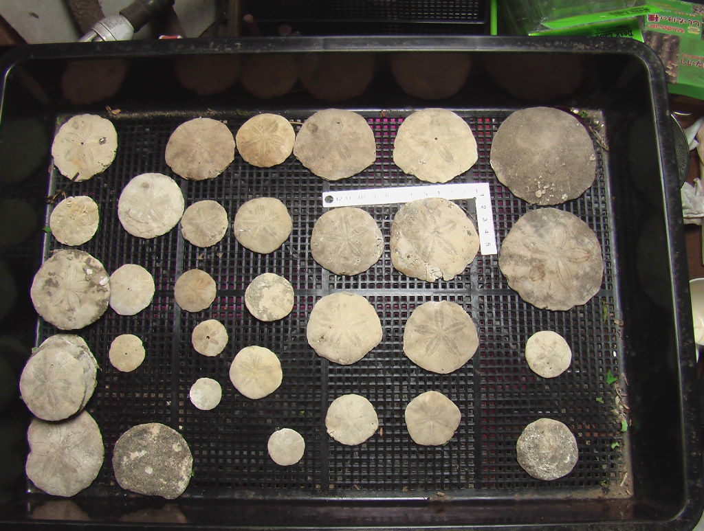 木下層のウニ化石 ゲテモノ集め作造のblog