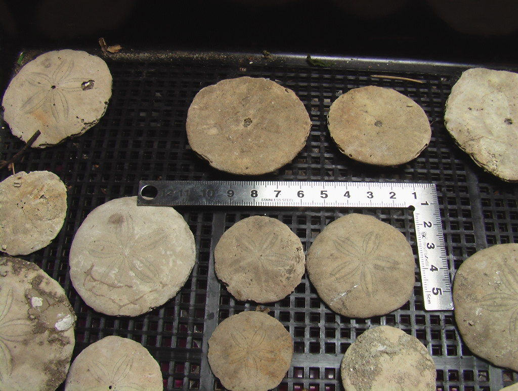 木下層のウニ化石 ゲテモノ集め作造のblog