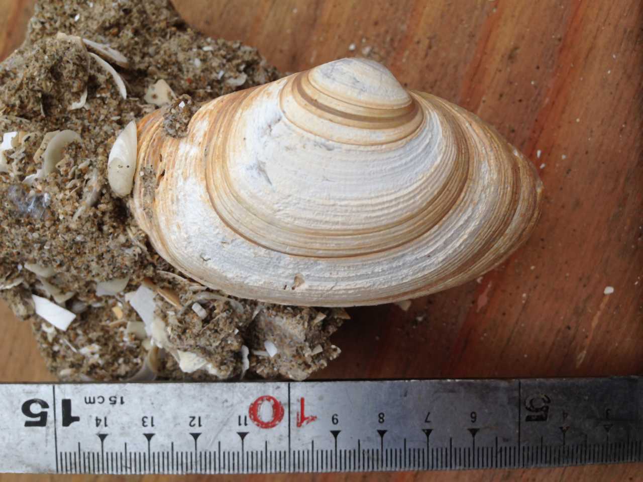 化石分類 大型貝化石 ゲテモノ集め作造のblog