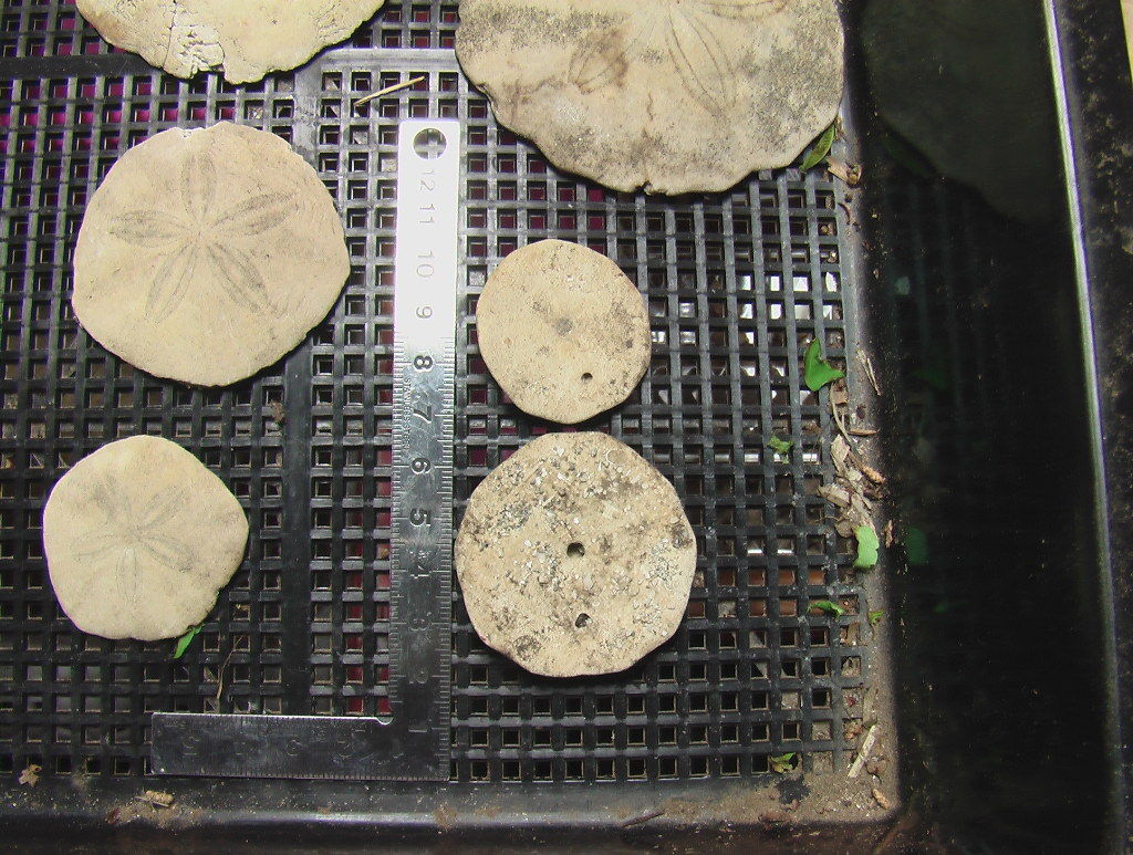木下層のウニ化石 ゲテモノ集め作造のblog
