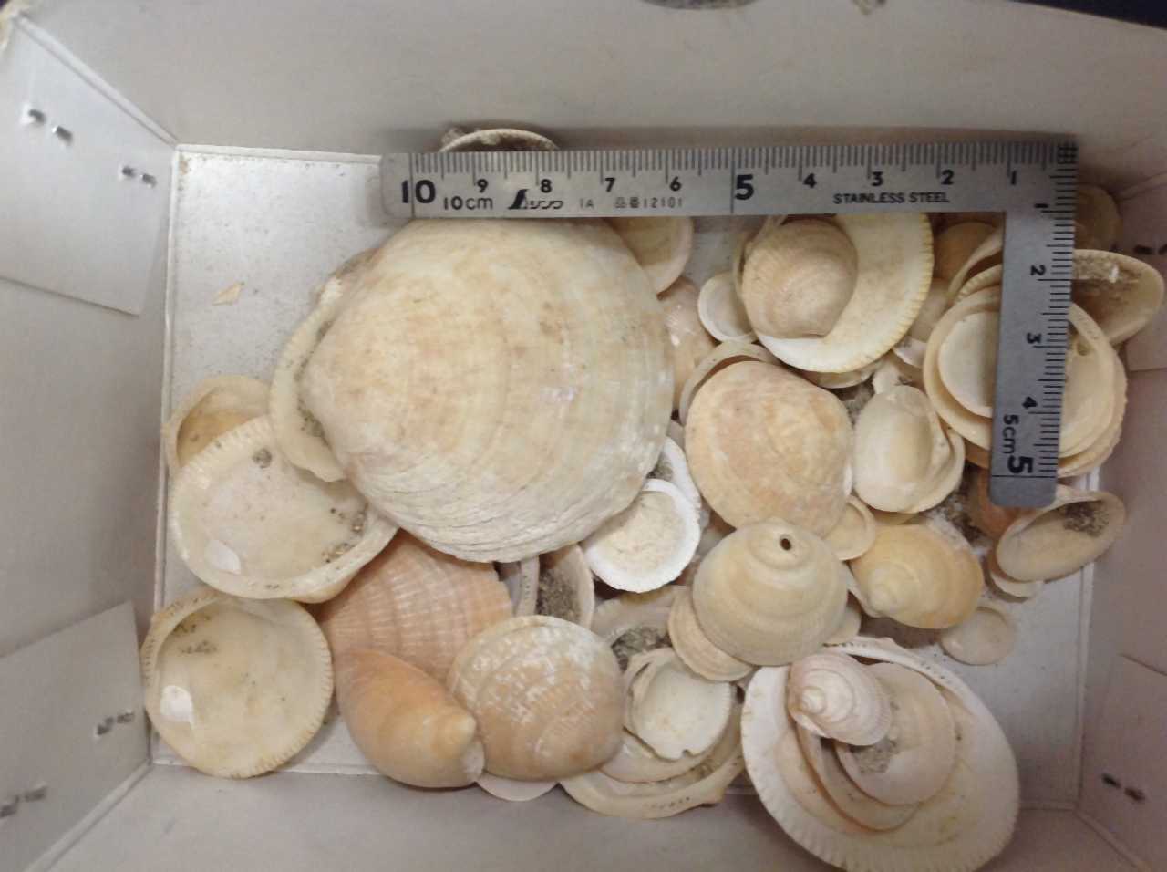 私は化石分類中 ゲテモノ集め作造のblog 私は化石分類中 ゲテモノ集め作造のblog