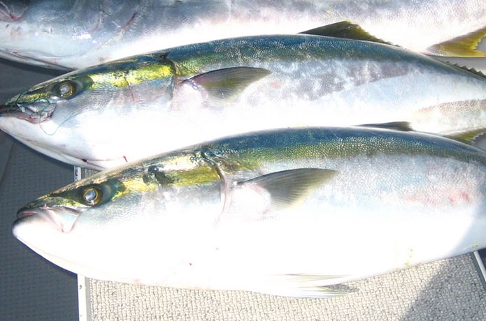 稚鰤 ワラサ 漢字にするとわかりやすい 関東でのみ呼ばれるブリの若魚 海無し県民うおずみの海の恵みにおおきに
