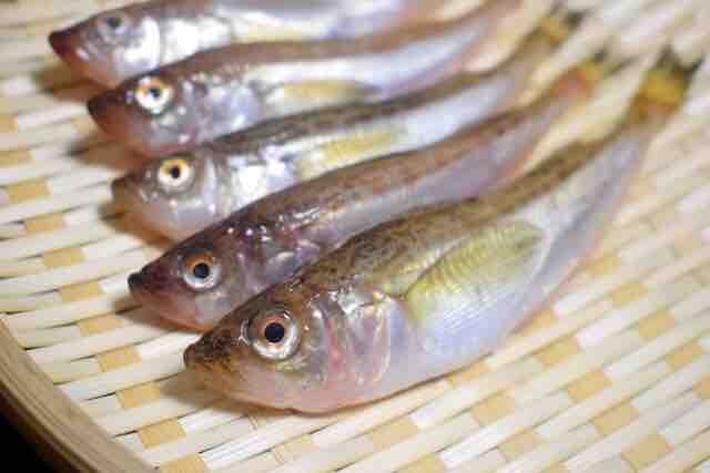 19年06月24日 海無し県民うおずみの海の恵みにおおきに