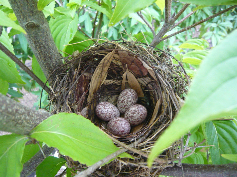 ヒヨドリの巣 懲りないオヤジ ヒヨドリの巣 懲りないオヤジ