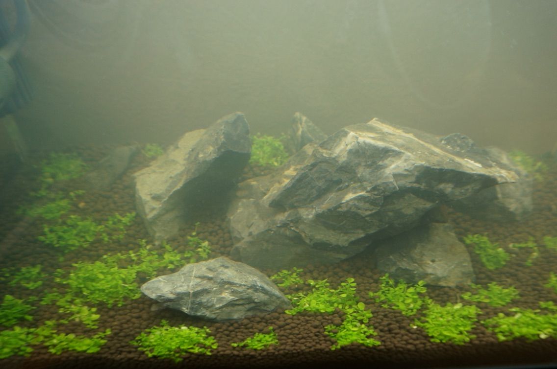 水槽の濁りと水草の白化 19lの世界