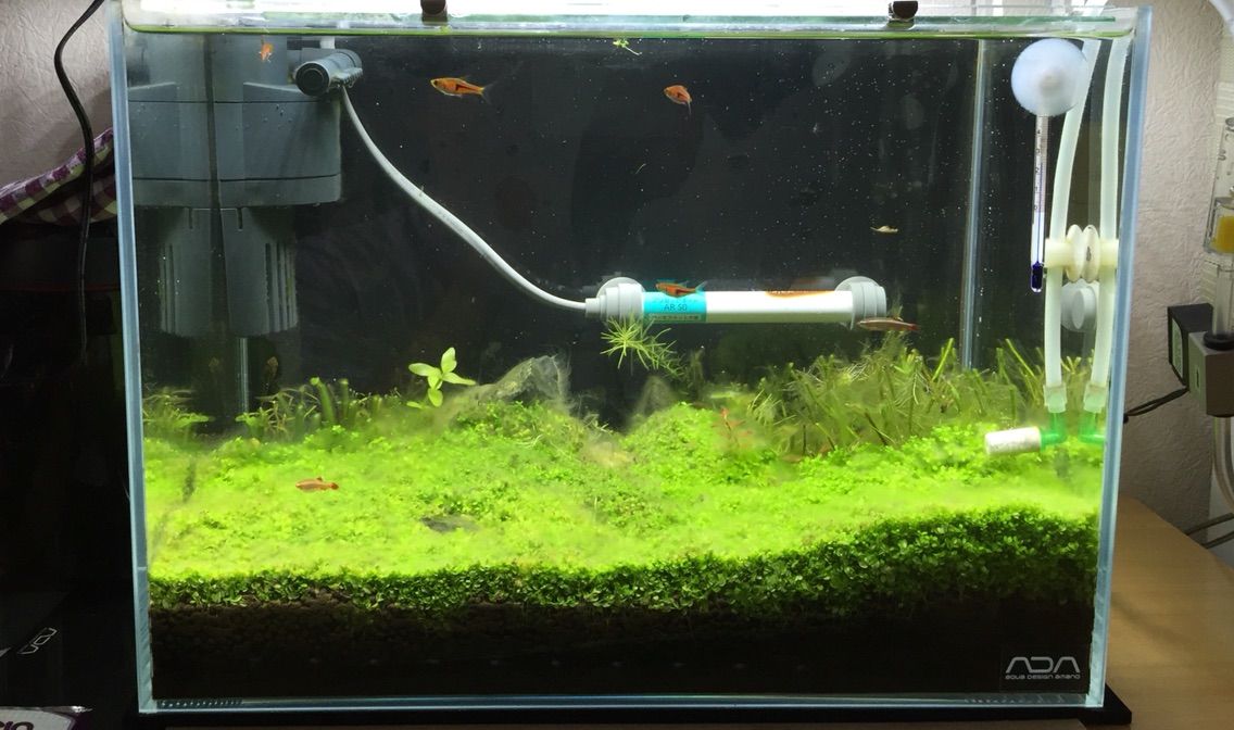ヒーター設置 水草撤去 19lの世界 ヒーター設置 水草撤去 19lの世界