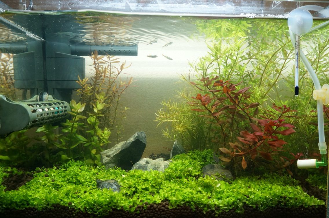 コケ撲滅大作戦 19lの世界