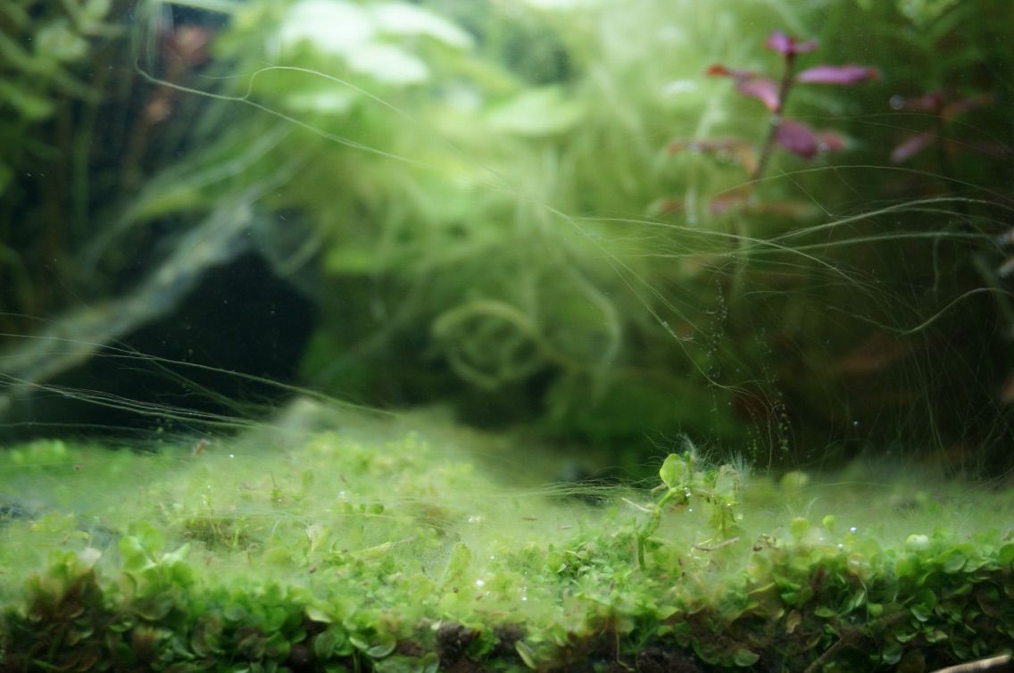 ヤマトヌマエビの働きっぷりがすごい 19lの世界