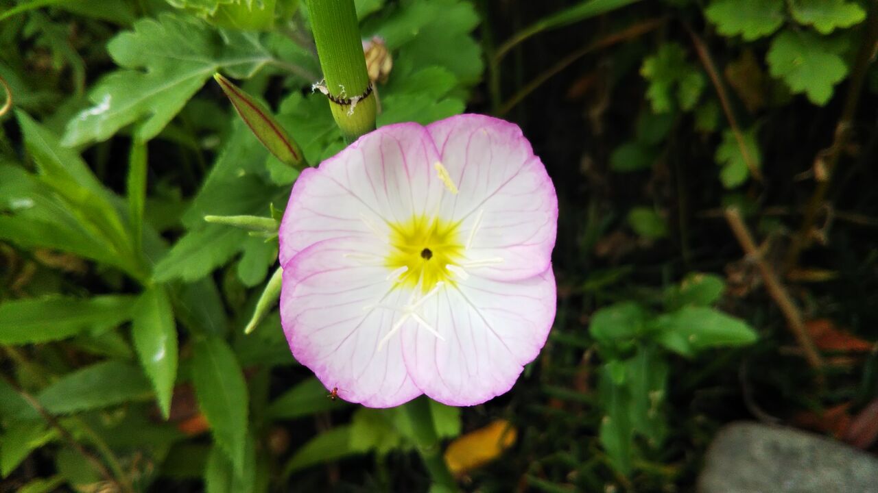 上部胸椎の開発 首ゴロゴロ体操進化version 人間には可能性がある