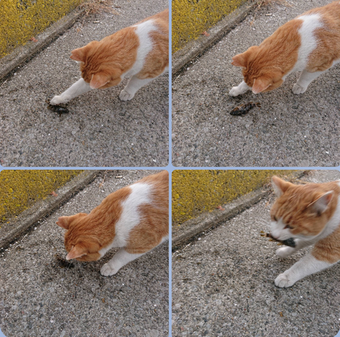 Screenshot_20211110-194356~2