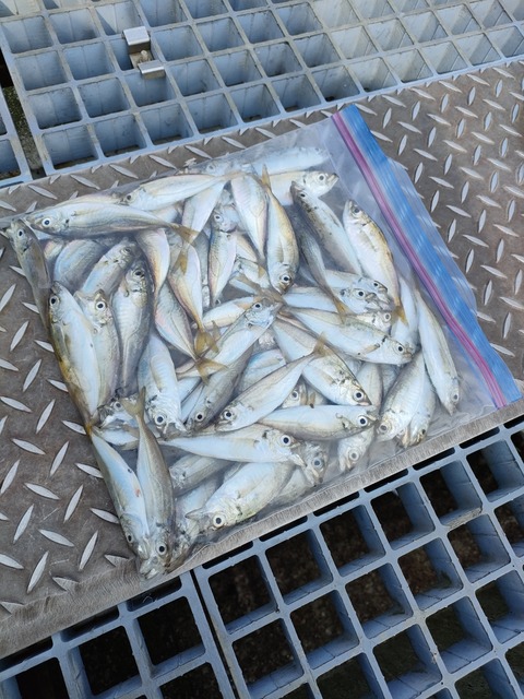 釣り ゴンのすけの釣り日記です