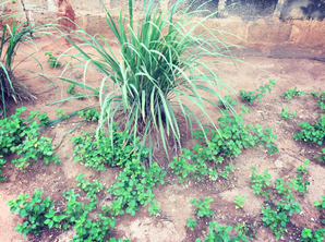 写真 2016-11-03 9 06 14