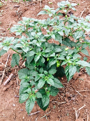 ファイル 2016-10-10 8 52 07