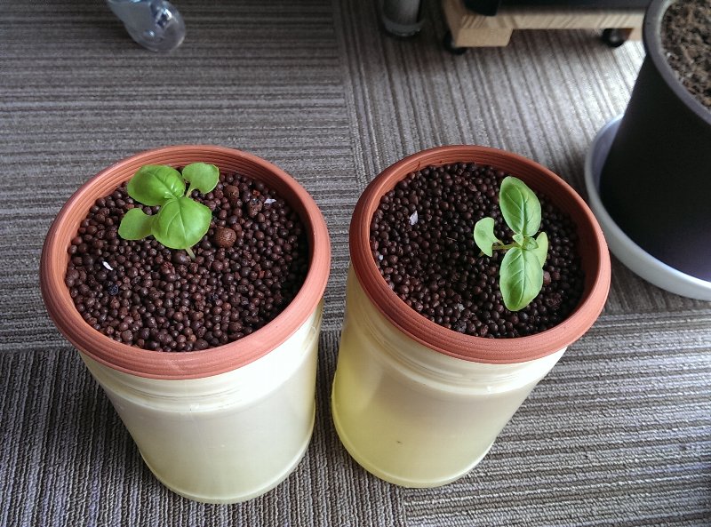 バジルの水耕栽培 豆腐屋小町の成れの果て
