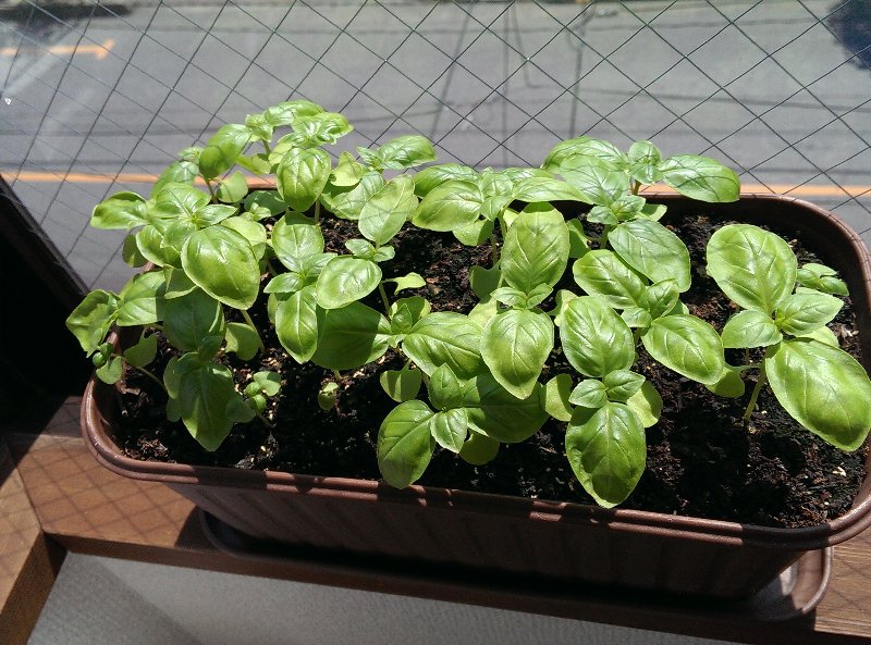 バジル間引き 2回目 豆腐屋小町の成れの果て