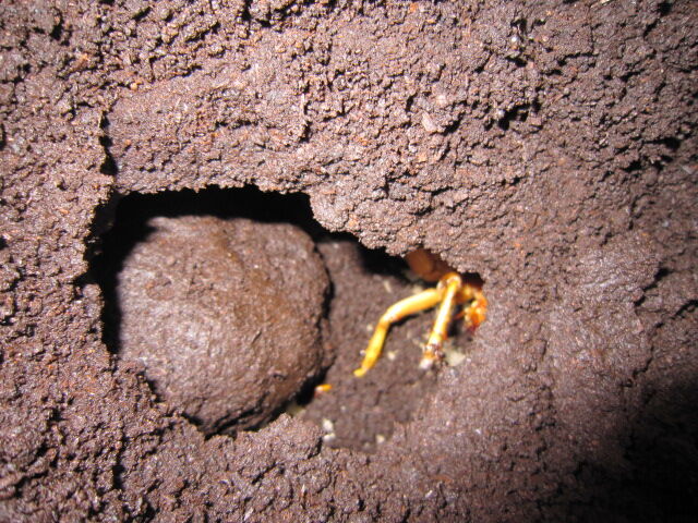 リオック (オバケコロギス) : 昆虫ショップGHOST（ゴースト）