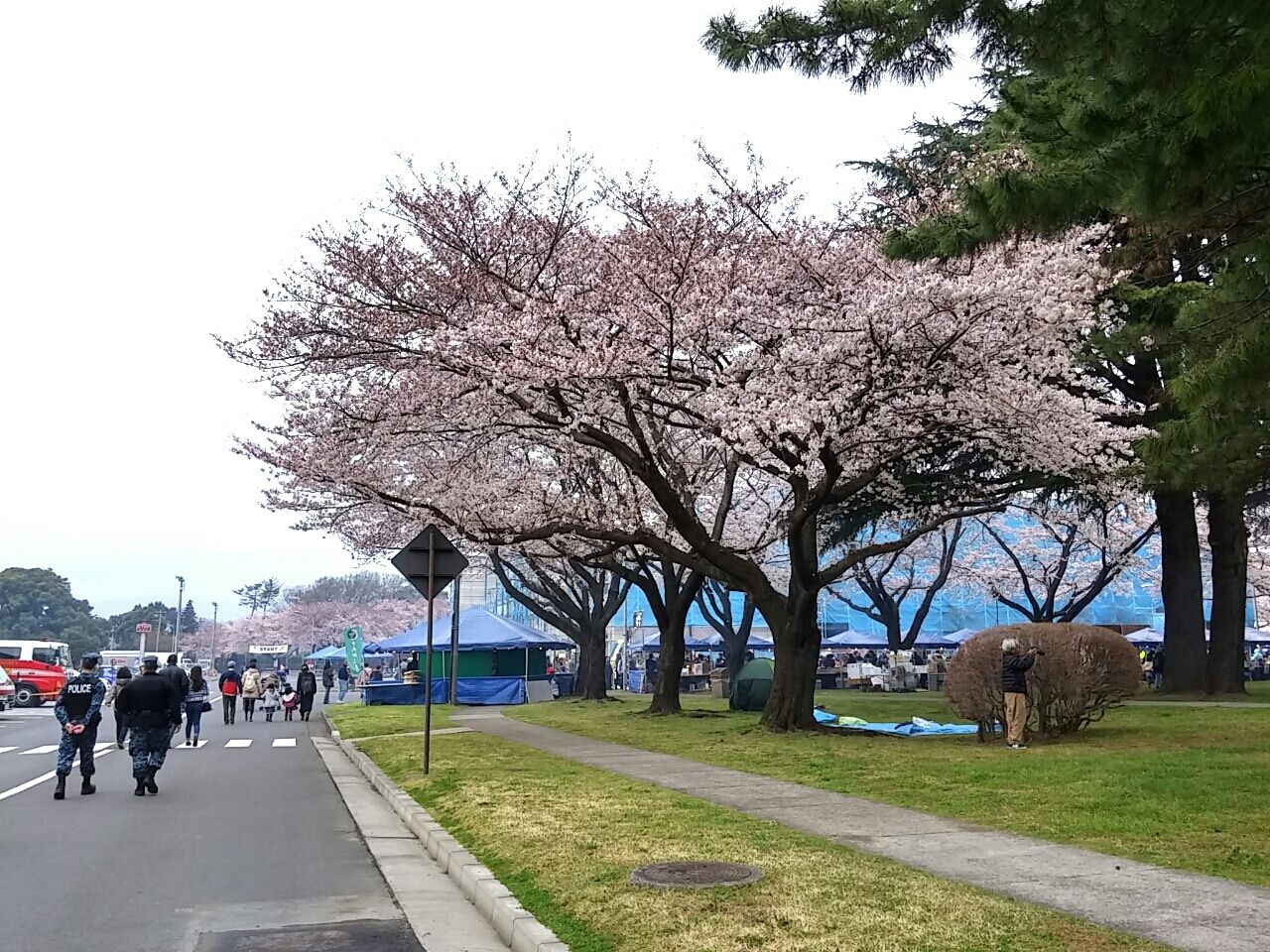 初めてのキャンプ座間 桜祭り 旅好き編集ライターの日常