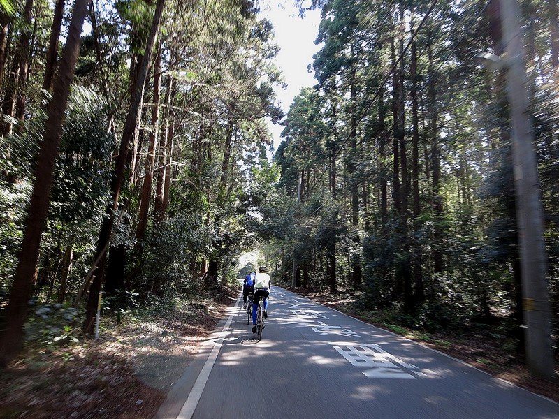 吉高の大桜自転車経路