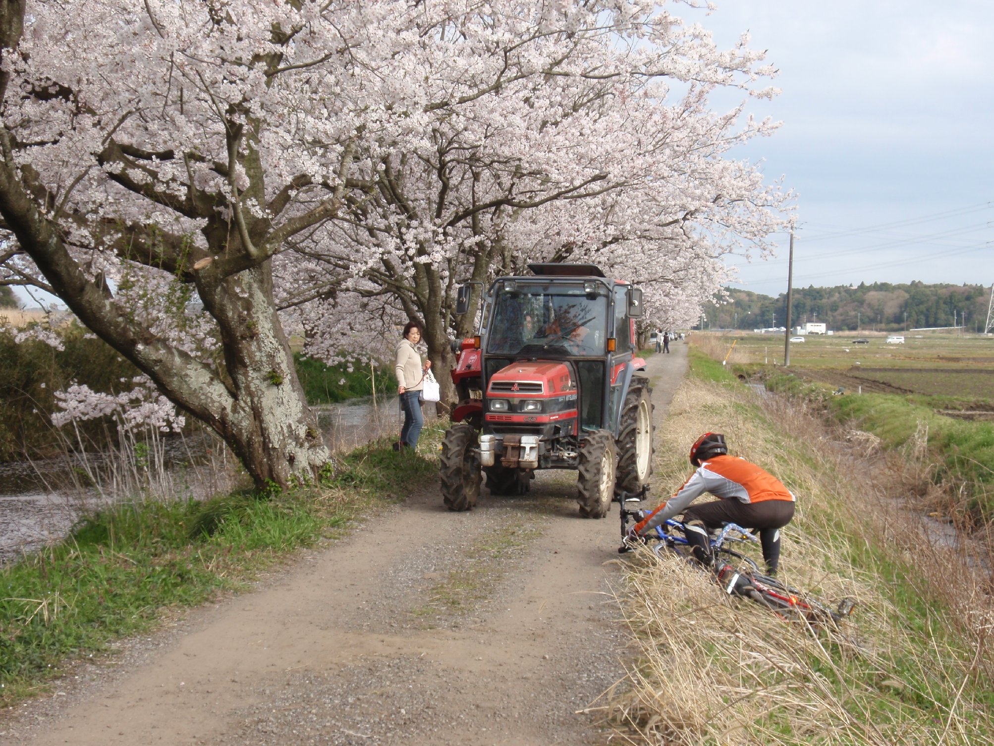 吉高の大桜自転車経路