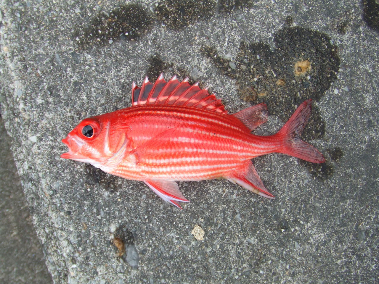 Fishing 王国 沖縄 堤防釣り 生物科学研究会 岐阜大学文化部