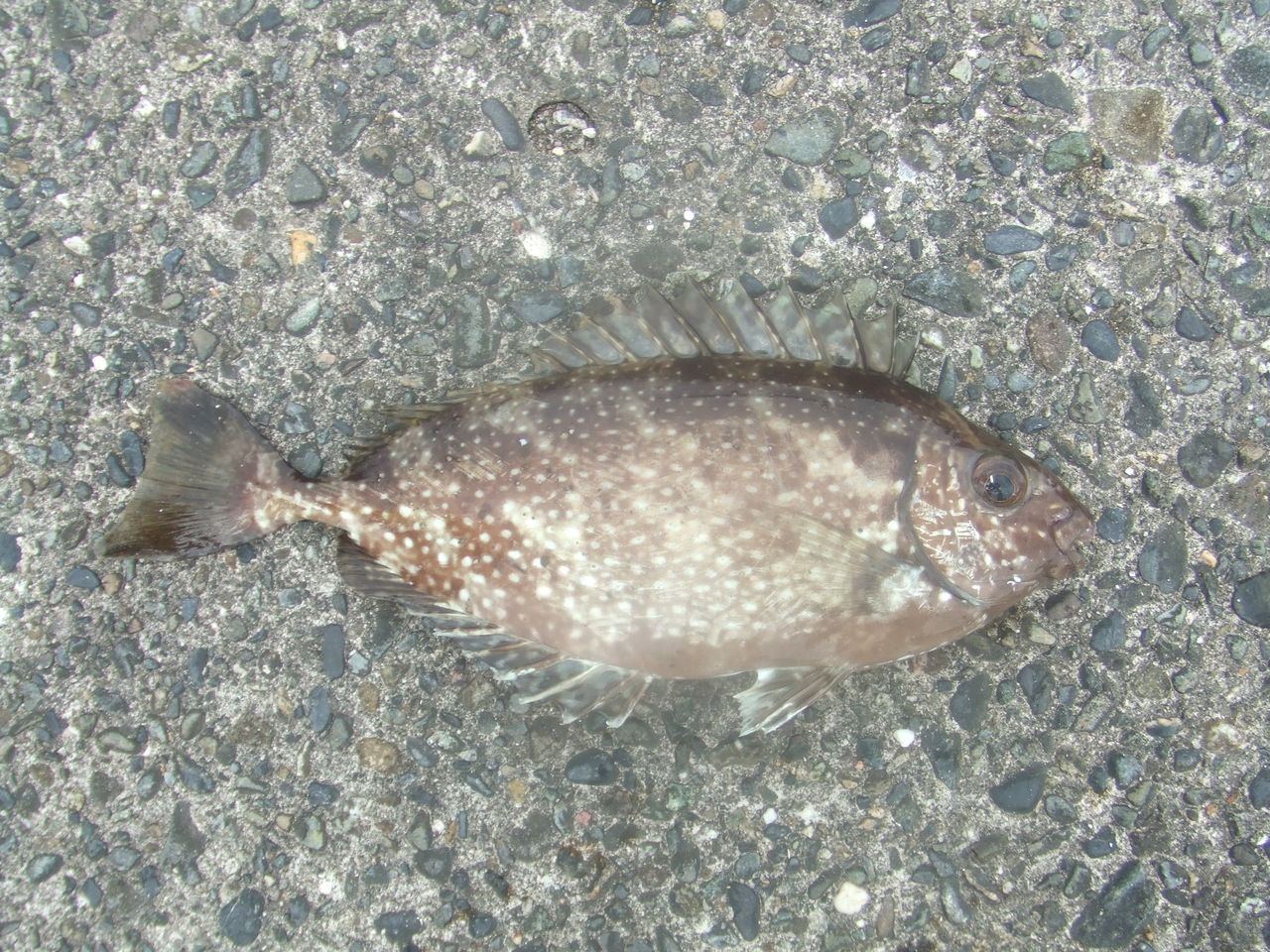 どこへ行っても海は暑い 生物科学研究会 岐阜大学文化部