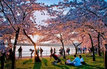 【韓国】 ワシントンに桜の花が咲く時～韓国の対米ソフト外交レベルは日本に数十年遅れている[02/20]