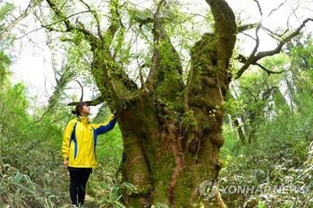 【韓国】 済州島の漢拏山に自生する王桜、194本確認…最高樹齢265年[04/04]