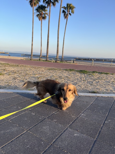 2024もう春だね！ルディ西海岸デビュー！