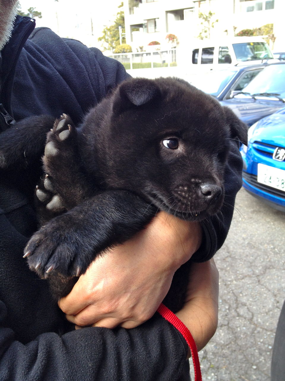 甲斐犬の赤ちゃん Gigspeed Blog 甲斐犬の赤ちゃん Gigspeed Blog