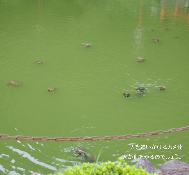 IMGP8333