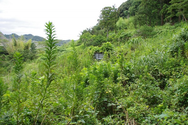 IMGP1496