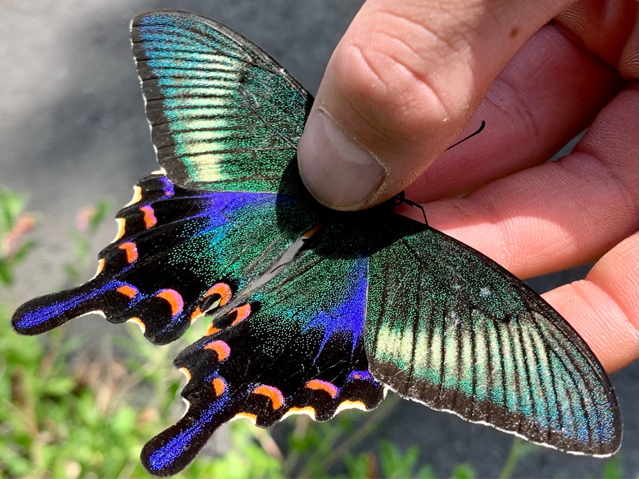蝶標本　美麗ハチジョウカラスアゲハ春型♂♀　飼育品　Ａ品　東京都八丈島産 蝶標本 美麗ハチジョウカラスアゲハ春型♂♀ 飼育品 A品 東京都