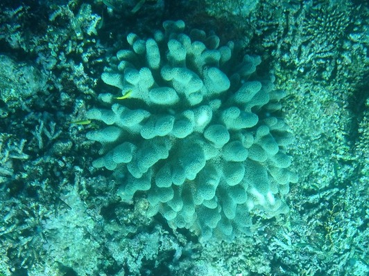 DSC00515