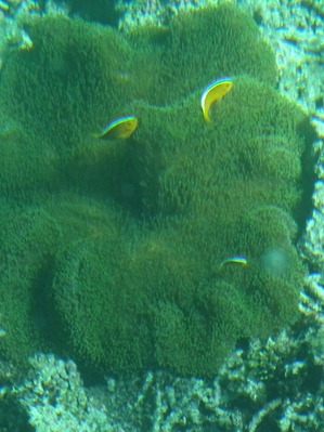 DSC00511