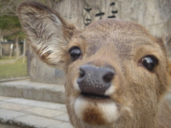 鹿2