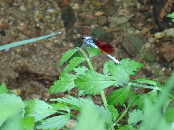 男鹿半島の水辺で、のんびりのんびり