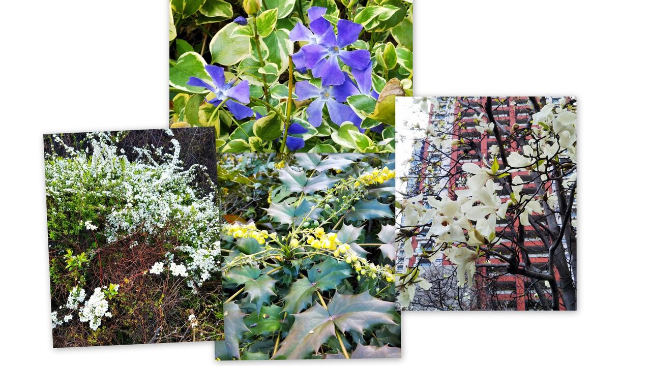 六本木ヒルズの花達 アトリエ 銀の花